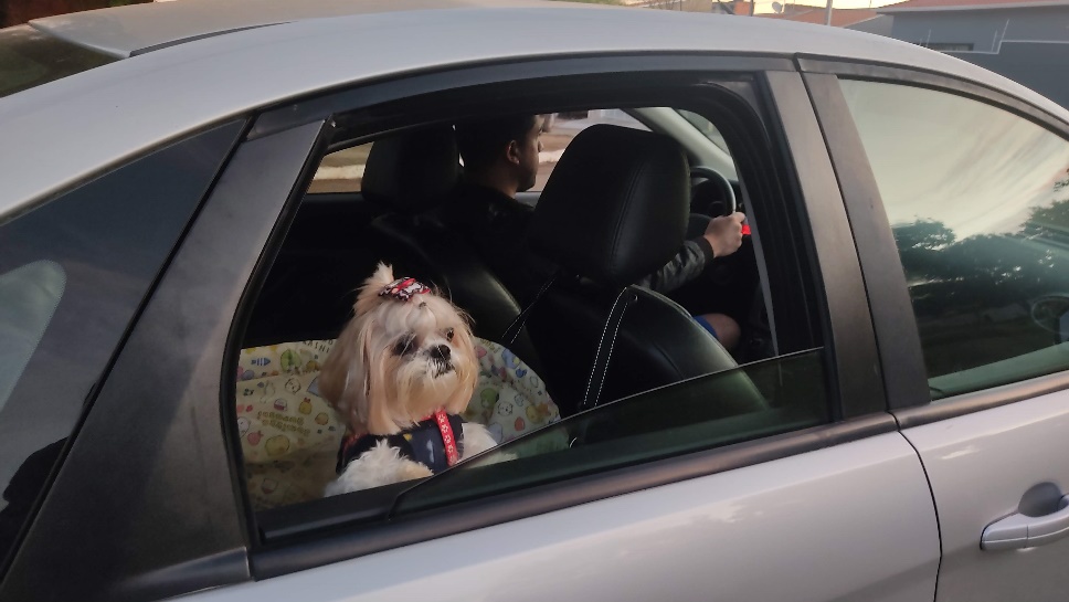 CCR orienta motoristas sobre como viajar com pets
