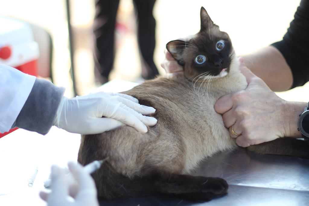 Zoonoses abre agendamento para vacina contra raiva de cães e gatos