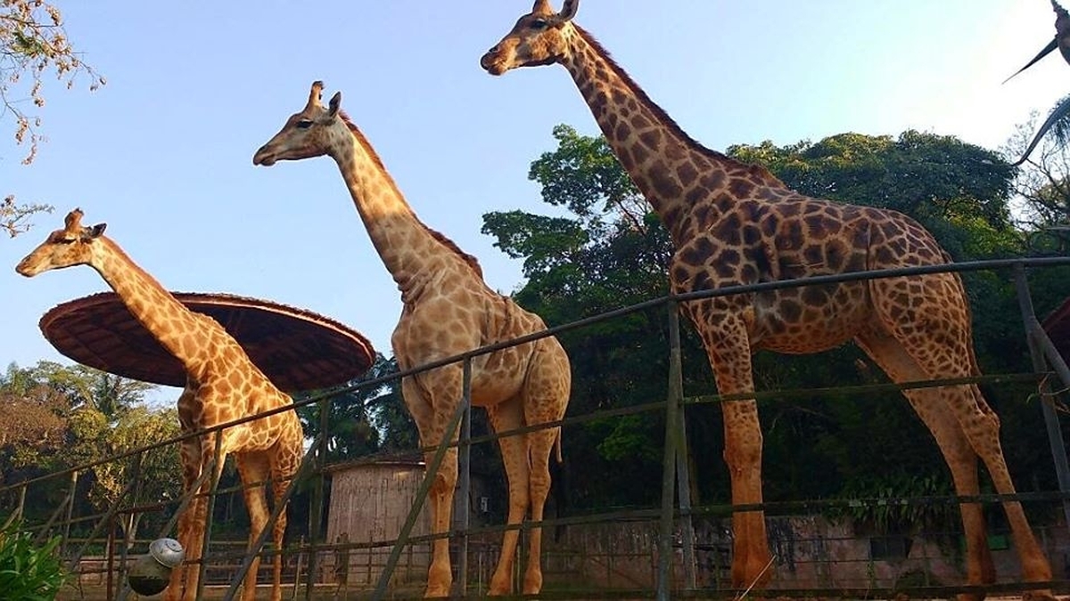 Zoo SP e Consulado do Turismo fazem parceria para oferecer fretado de Barueri