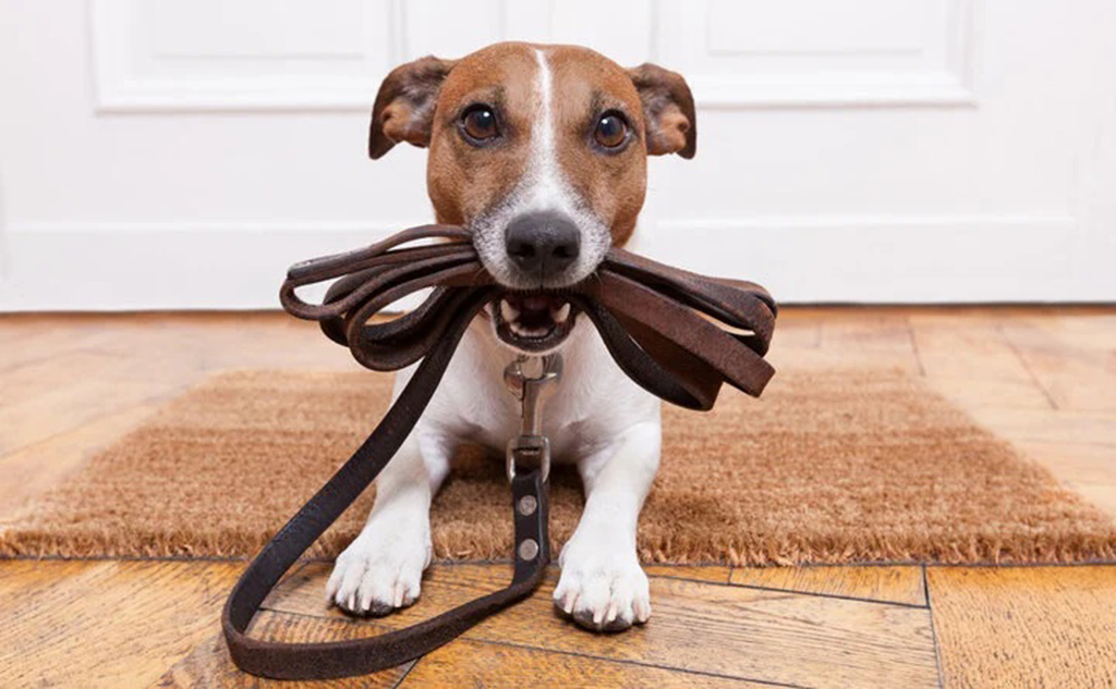 Shopping Taboão promove feira de adoção de pets neste final de semana Shopping Taboão promove feira de adoção de pets neste final de semana