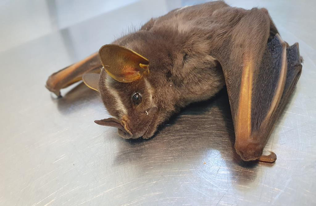 Secretaria de Saúde de Barueri alerta: morcegos não devem ser mortos nem tocados