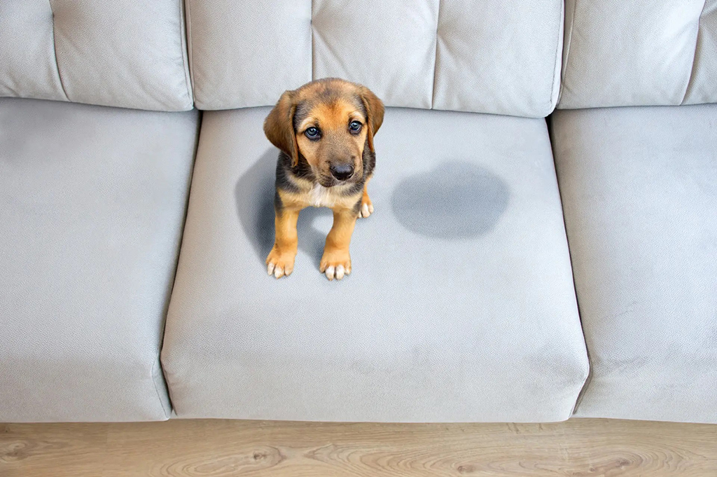 Como tirar cheiro de xixi de pet do sofá? Como tirar cheiro de xixi de pet do sofá?