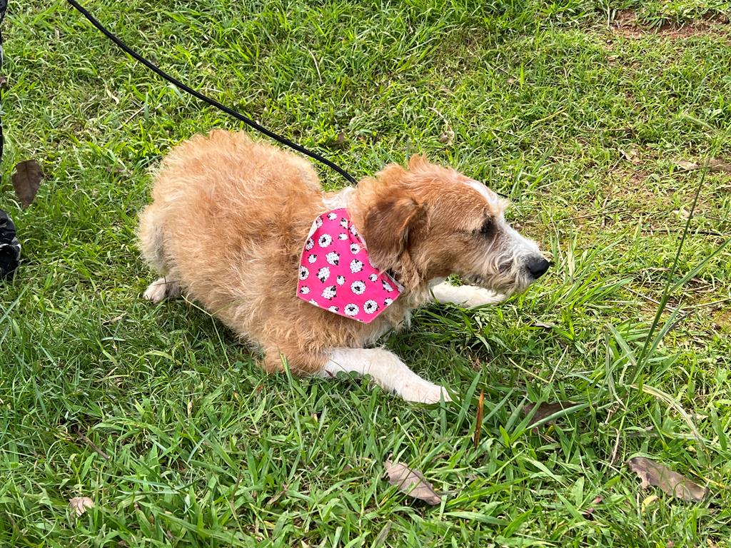 Cepad incentiva a adoção de cães idosos e especiais