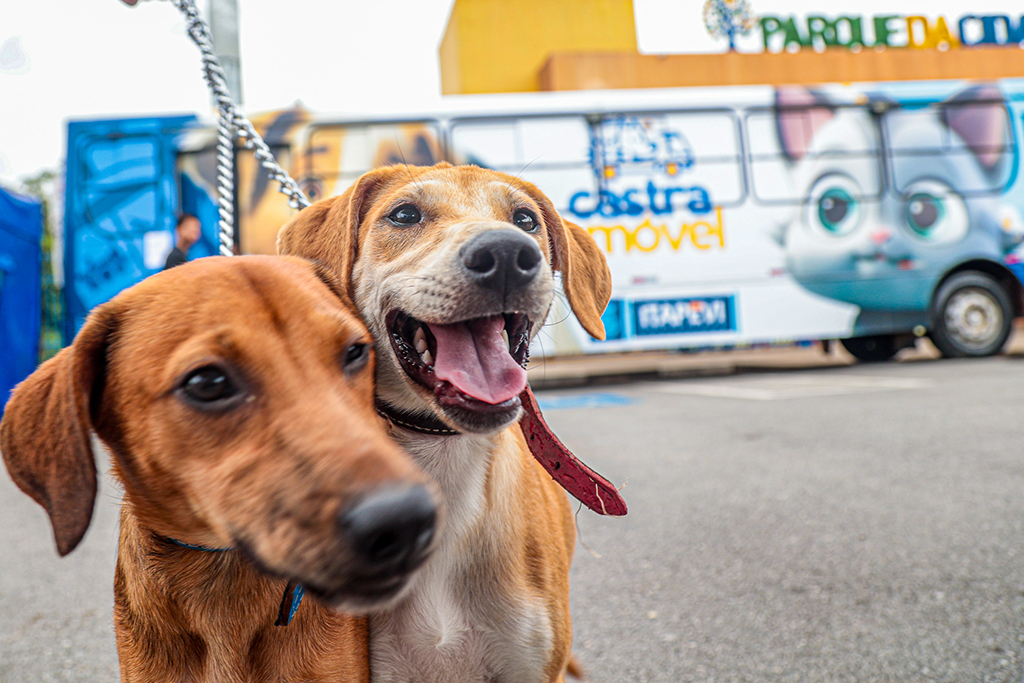 Itapevi abre inscrições para Castração Gratuita de Pets Itapevi abre inscrições para Castração Gratuita de Pets