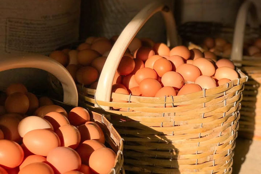 OVO – quais os perigos à saúde? OVO – quais os perigos à saúde?