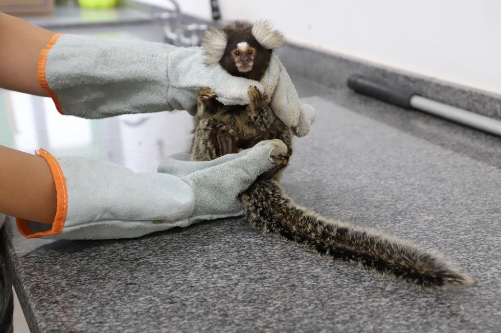 Secretaria de Saúde de Barueri alerta sobre riscos do contato com animais silvestres