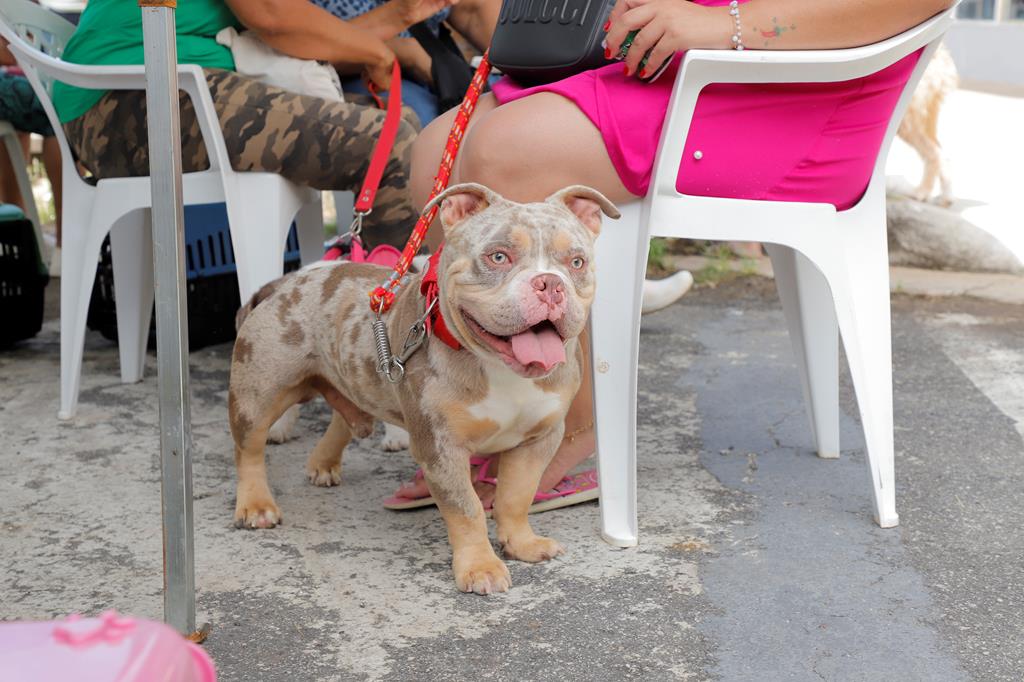 Barueri abre agendamento de castração de pet dia 06
