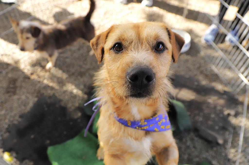 Agendamento para castração de pets será aberto nesta quarta (3) Agendamento para castração de pets será aberto nesta quarta (3)