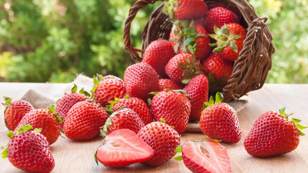 Festa do Morango em Osasco tem entrada gratuita e shows ao vivo de 4 a 7 de setembro Festa do Morango em Osasco tem entrada gratuita e shows ao vivo de 4 a 7 de setembro