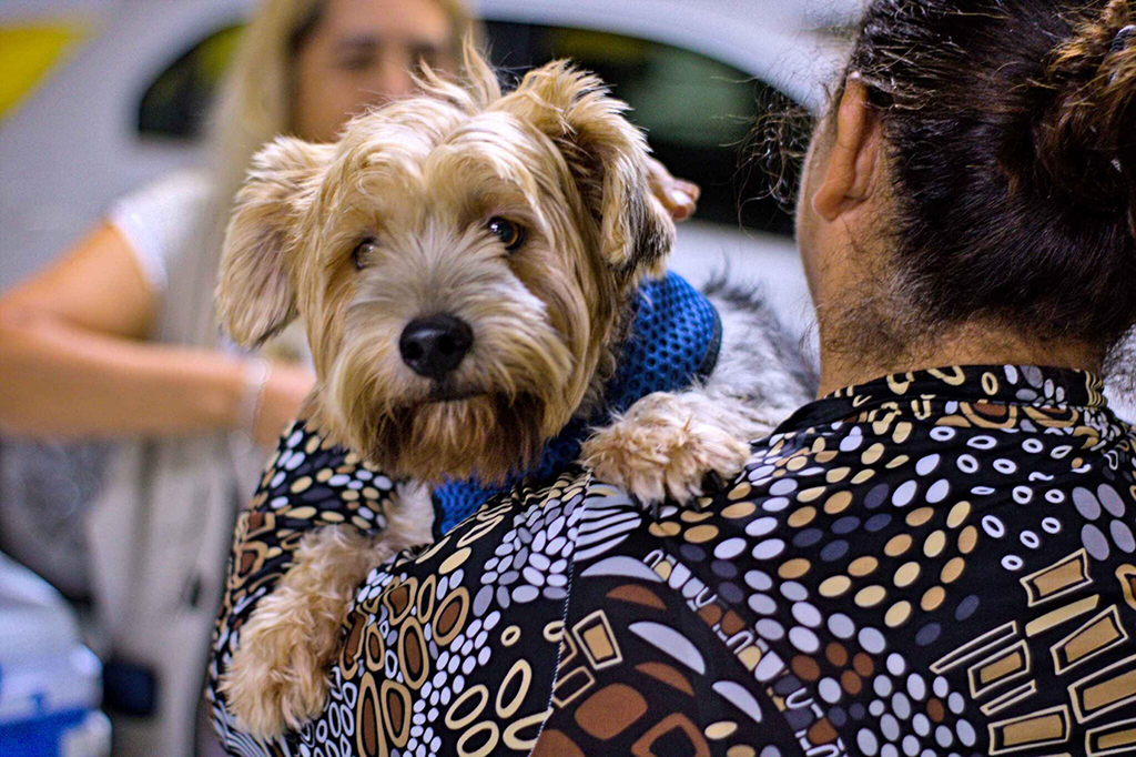 Cotia terá ação de vacinação antirrábica para cães e gatos nesta quinta (25) Cotia terá ação de vacinação antirrábica para cães e gatos nesta quinta (25)