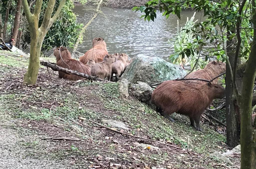 Barueri alerta que os cuidados contra a febre maculosa