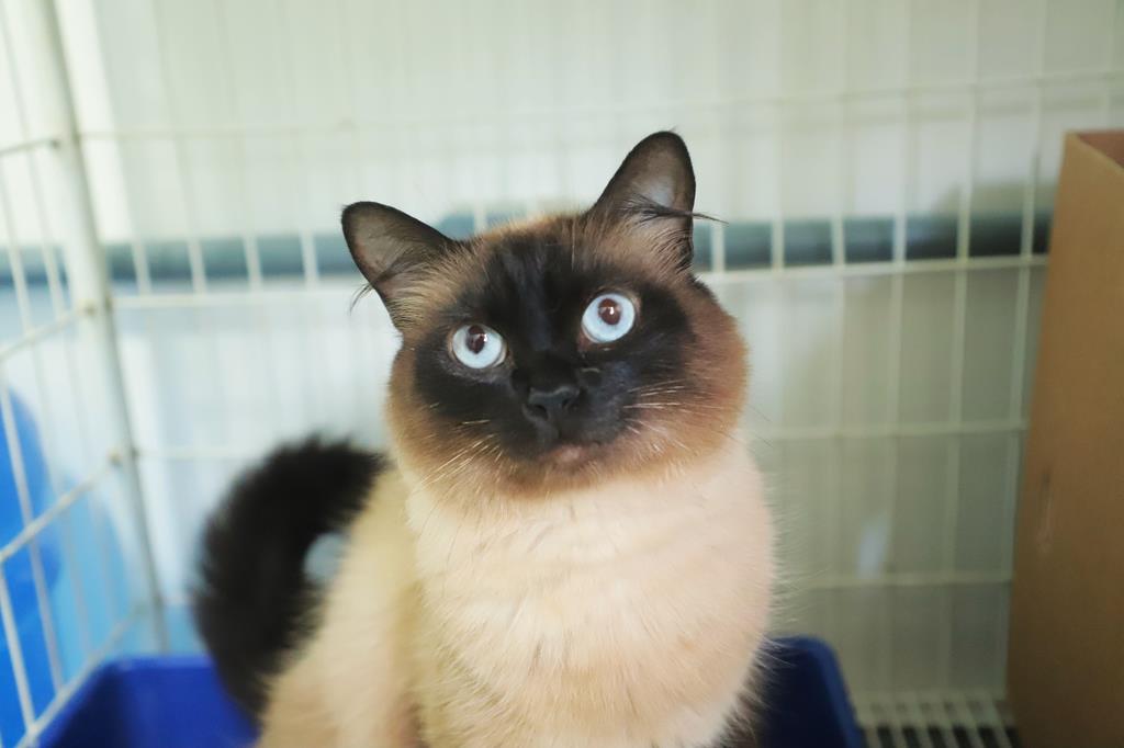 Feiras de adoção encerram programação 2025 em Barueri