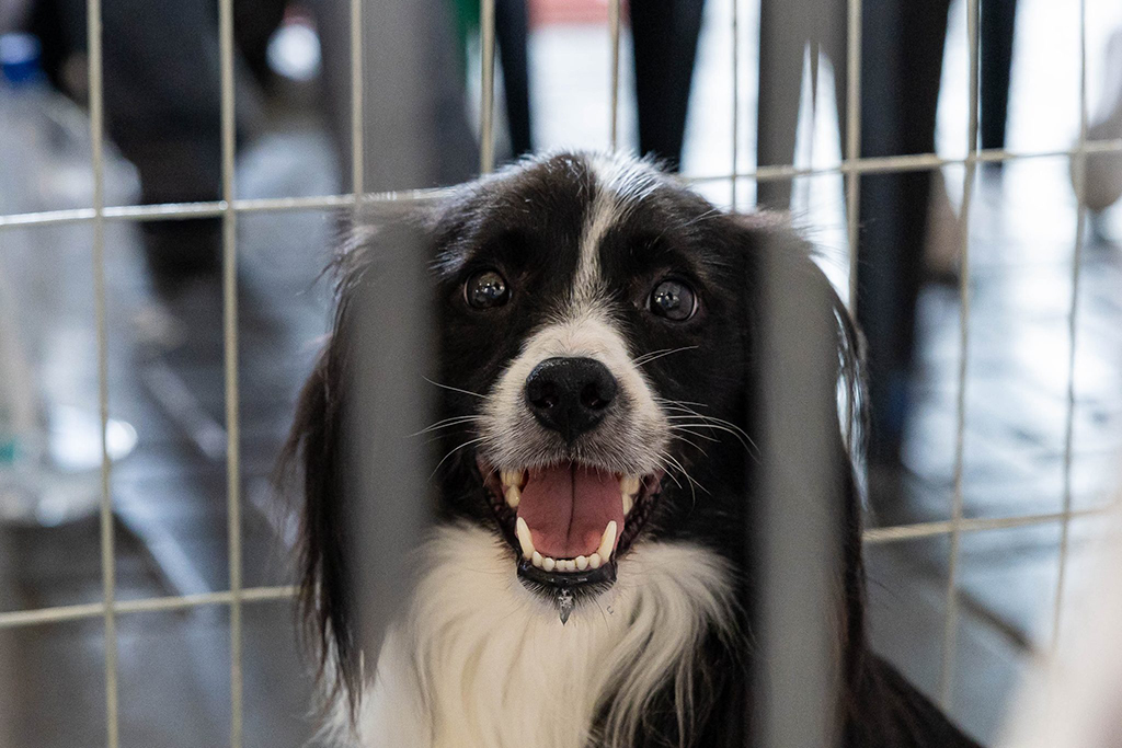 Itapevi promove Feira de Adoção de Pets e doação de mudas neste sábado (8) Itapevi promove Feira de Adoção de Pets e doação de mudas neste sábado (8)