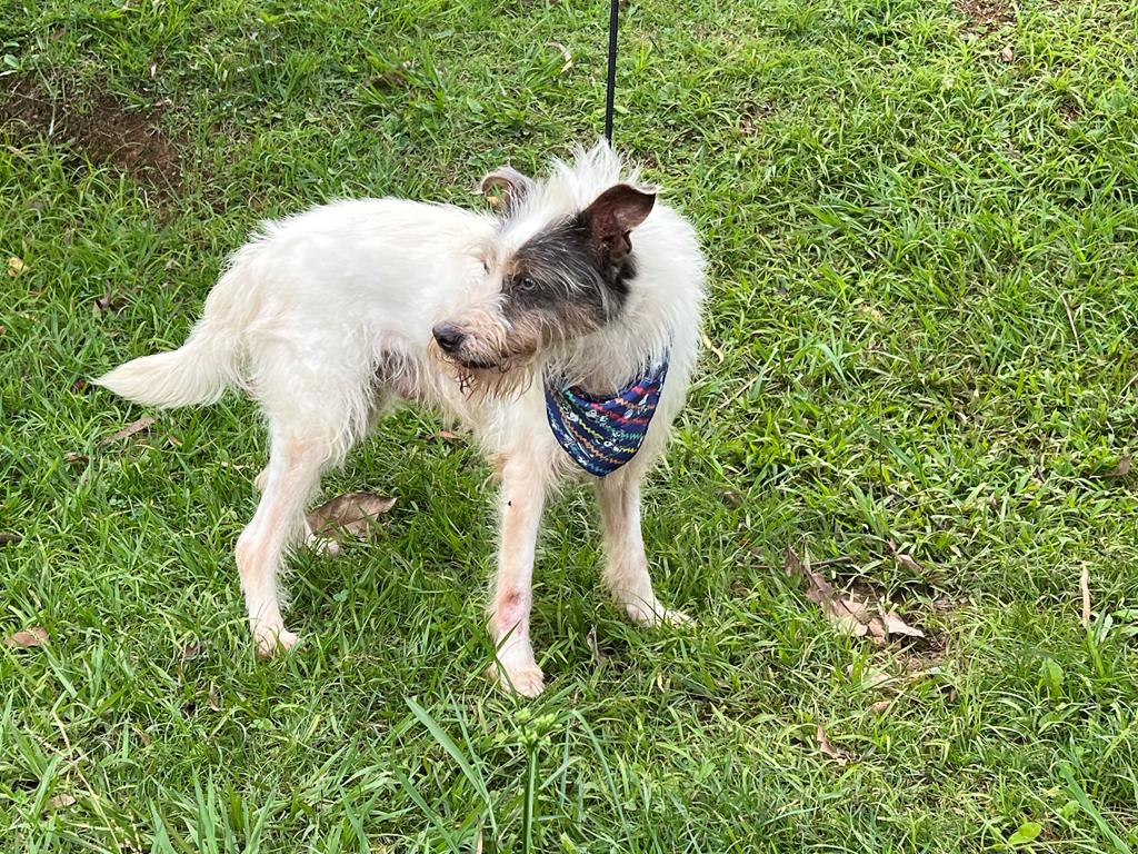 Feiras de adoção de pets acontecem em fevereiro