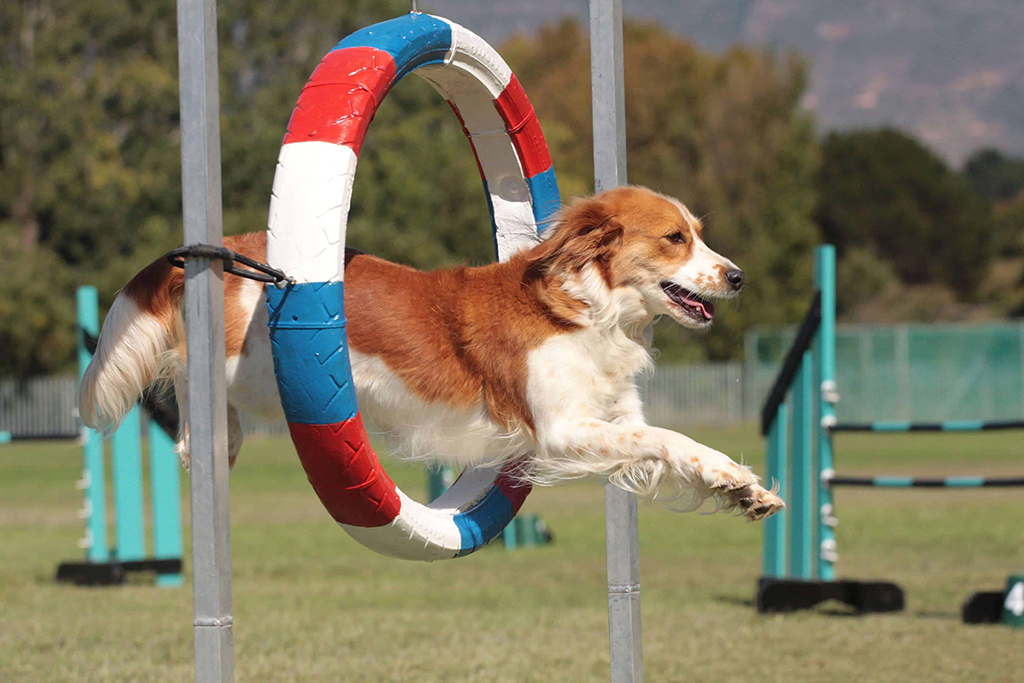 Osasco recebe Copa 4Fun e Copa Paulista de Agility neste fim de semana