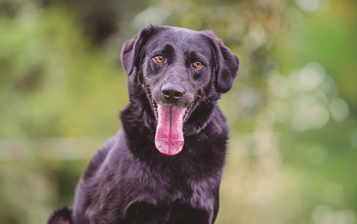 Parnaíba promove adoção responsável de pets com atendimento vitalício