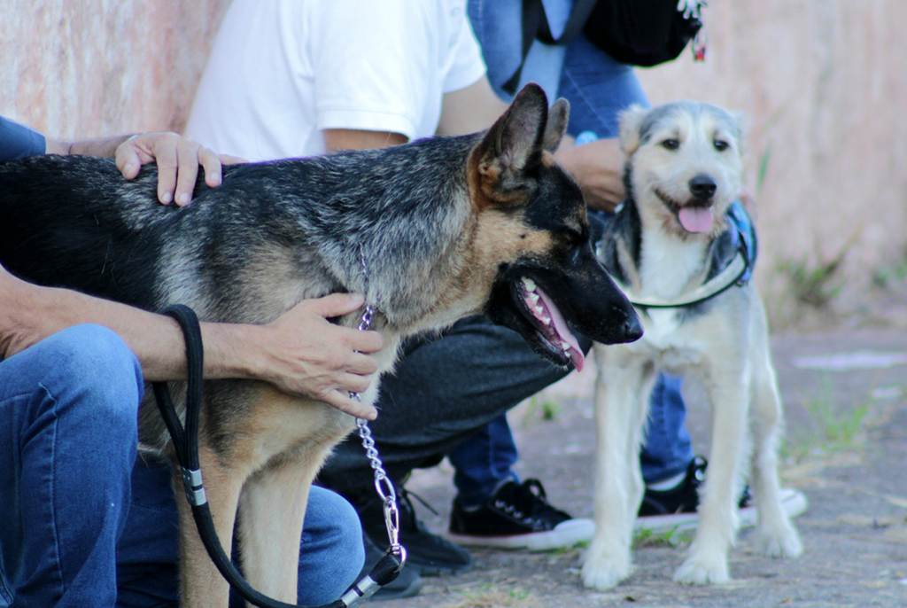 Cotia promove Caravana da Saúde Animal com vacinação e castração gratuita Cotia promove Caravana da Saúde Animal com vacinação e castração gratuita