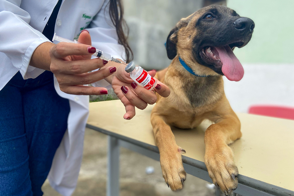 Parnaíba retoma vacinação antirrábica para pets nesta segunda (25) Parnaíba retoma vacinação antirrábica para pets nesta segunda (25)