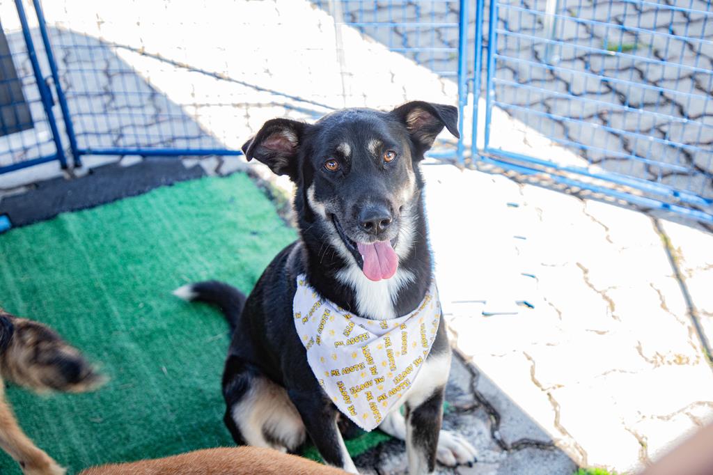 Barueri abre 250 vagas gratuitas para castração de cães e gatos Barueri abre 250 vagas gratuitas para castração de cães e gatos