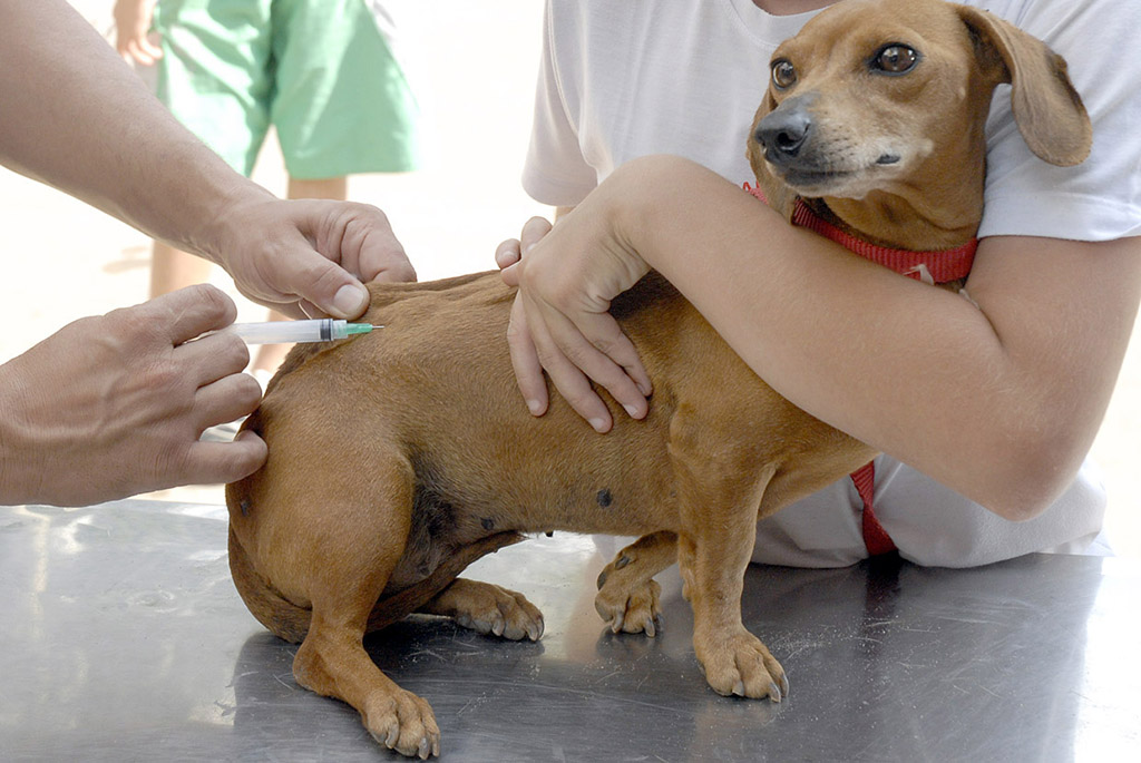 Vacinação antirrábica para pets acontece dia 20 em Santana de Parnaíba Vacinação antirrábica para pets acontece dia 20 em Santana de Parnaíba