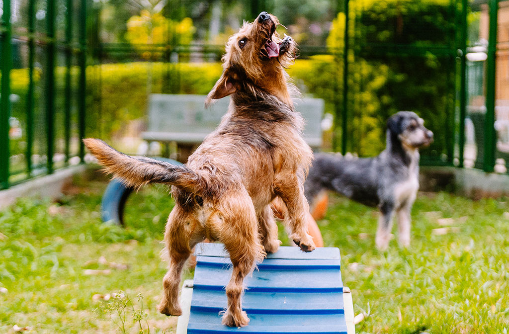 Castra+ São Paulo leva castração gratuita a cães e gatos em Osasco Castra+ São Paulo leva castração gratuita a cães e gatos em Osasco