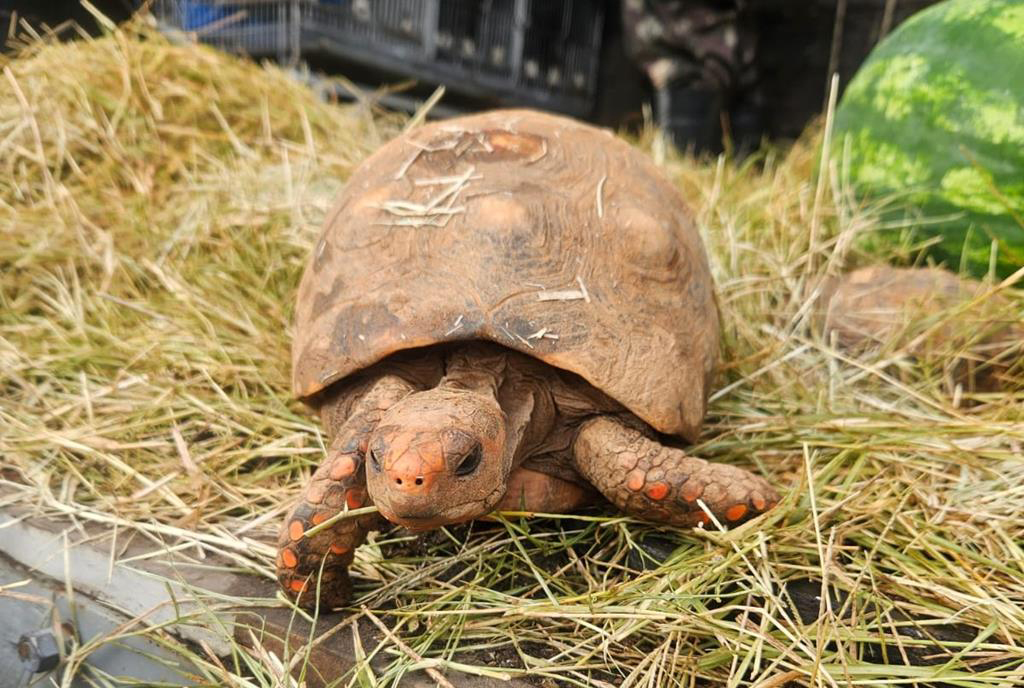 Barueri repatria 185 animais silvestres resgatados para o Nordeste