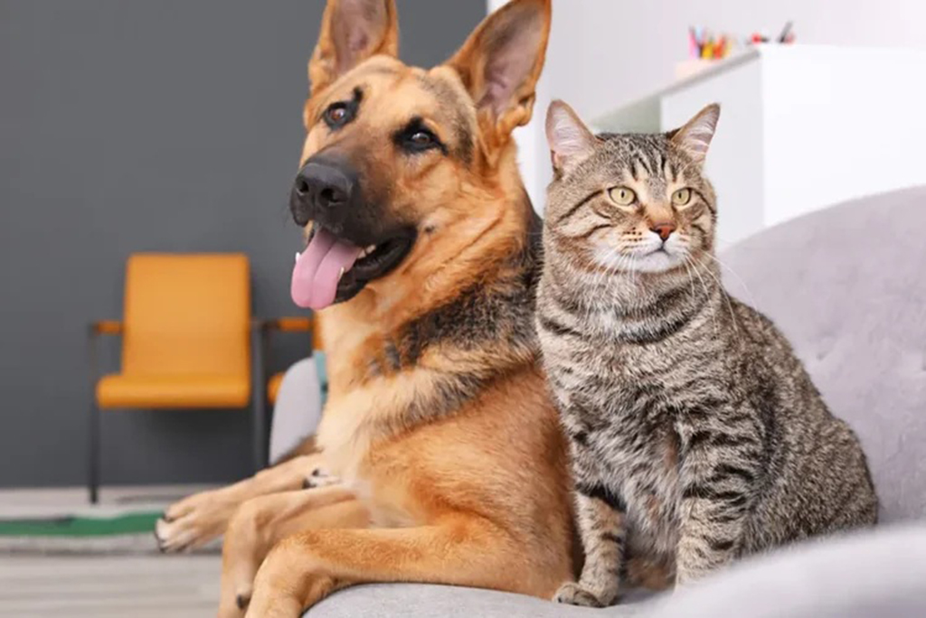Feira de Adoção de Pets busca novos lares em Barueri