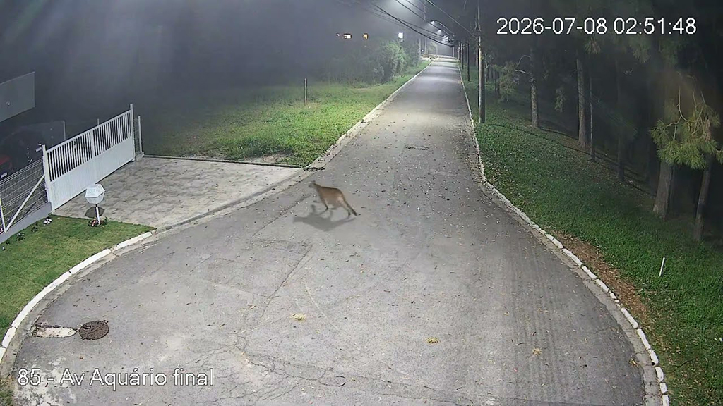 Onça-parda é flagrada em Aldeia da Serra, em Barueri