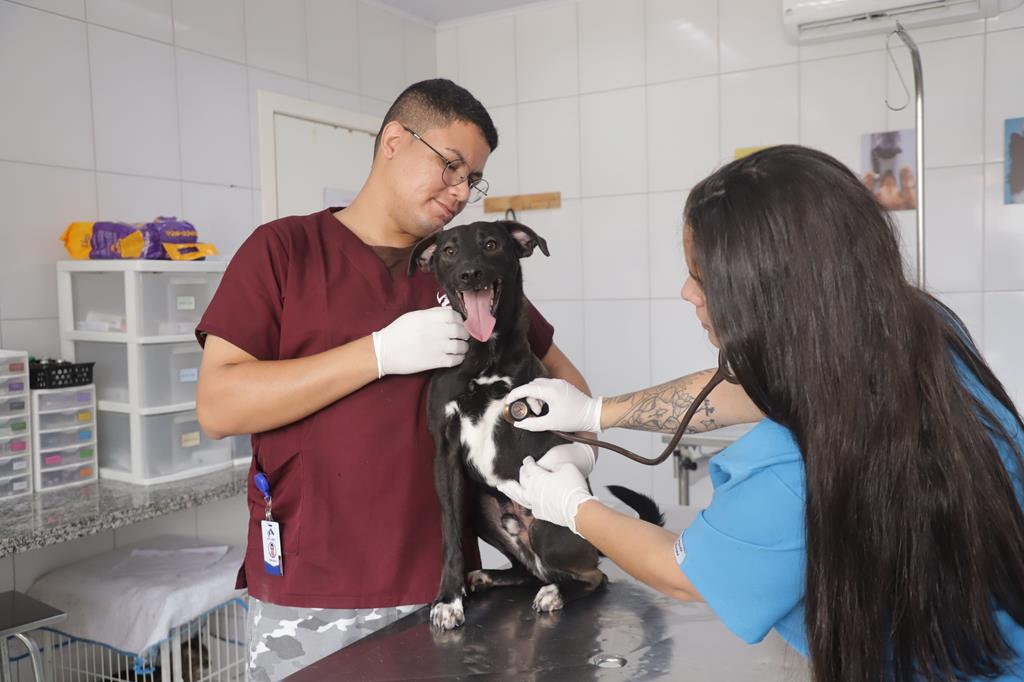 Barueri oferece atendimento gratuito para cães e gatos Barueri oferece atendimento gratuito para cães e gatos