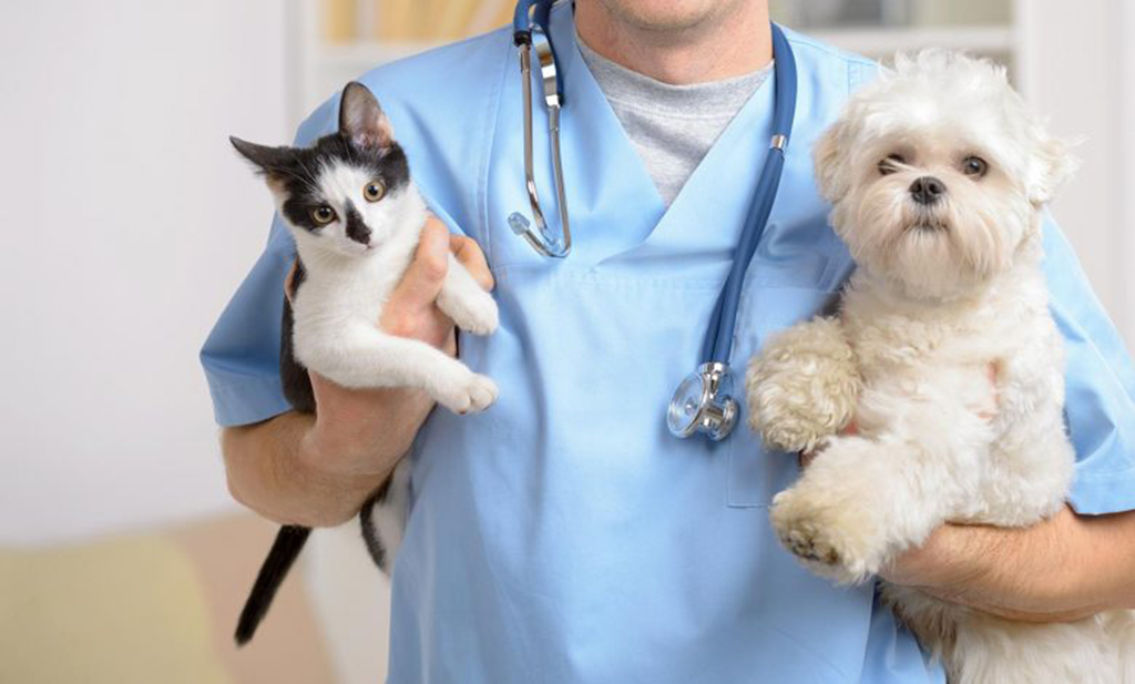 Jandira abre inscrições para Pet Day da Castração Jandira abre inscrições para Pet Day da Castração