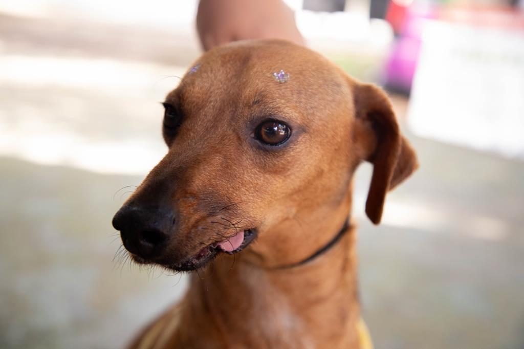 Atendimento veterinário gratuito neste sábado em Barueri