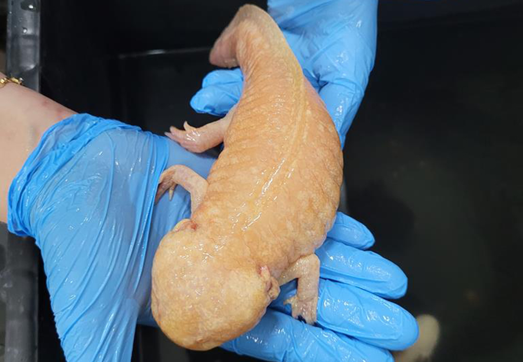 Cetas de Barueri recebe 53 axolotes pela primeira vez Cetas de Barueri recebe 53 axolotes pela primeira vez
