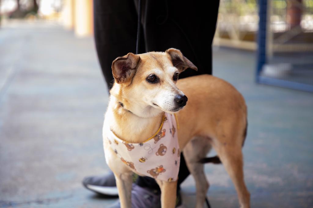 Barueri abre 350 vagas para castração gratuita de pets Barueri abre 350 vagas para castração gratuita de pets